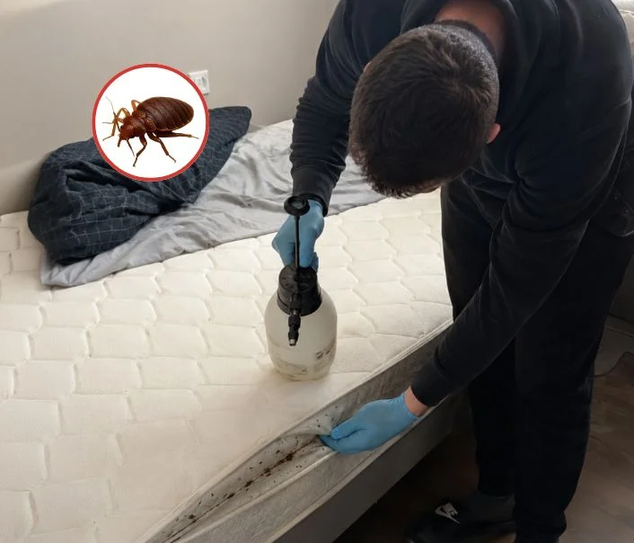 Technicien traitant un matelas contre les punaises de lit à Clairefontaine-en-Yvelines